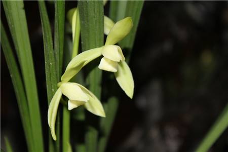 兰花的浇水技巧，浇什么水最好？