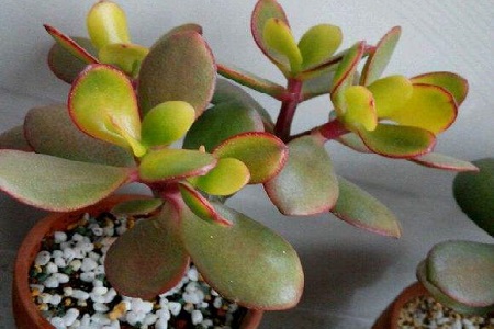 厚脸皮植物怎么种植，怎么繁殖