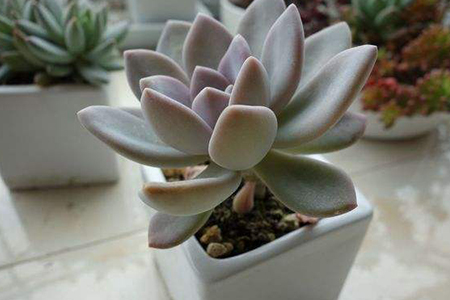 厚脸皮植物怎么种植，怎么繁殖