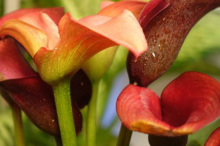 马蹄莲可以放在家里吗,需要怎么种植?