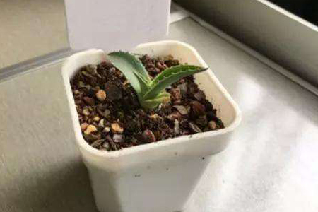 龙舌兰怎么扦插，用什么土好插活？