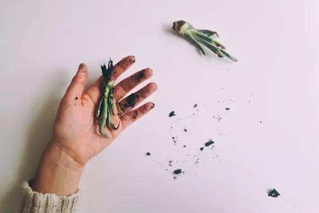 龙舌兰怎么扦插，用什么土好插活？