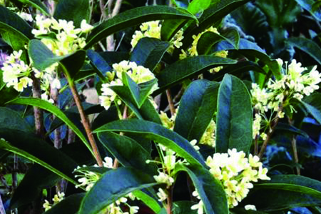 桂花树有几种，分别有什么特点