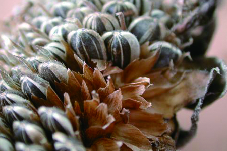 向日葵的特点和外形，生长环境是怎么样的