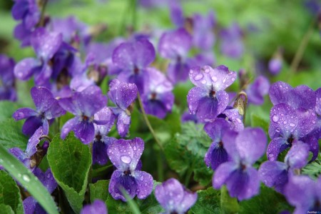 紫罗兰怎么种植，养护时要要注意什么？