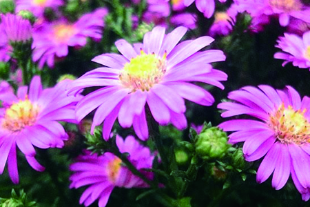 玛格丽特花的花语，有什么传说