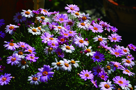 玛格丽特花的花语，有什么传说