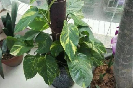 绿萝用什么柱子养好,该怎么种植?