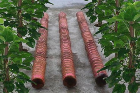 绿萝用什么柱子养好,该怎么种植?