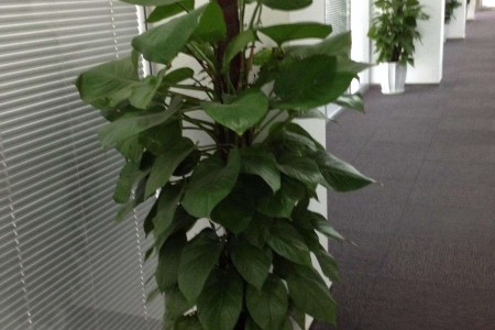 绿萝用什么柱子养好,该怎么种植?