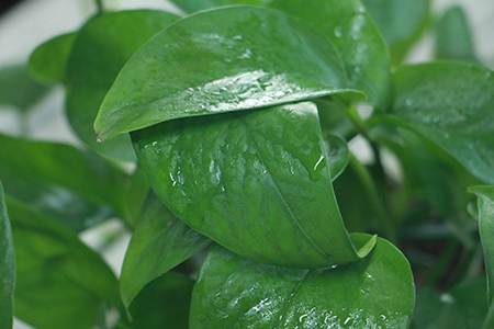 绿萝怎么种植，怎么使它长得更旺盛？