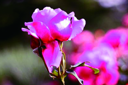 牡丹什么时候开花季节，花期怎么养护