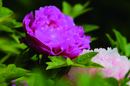 牡丹什么时候开花季节，花期怎么养护