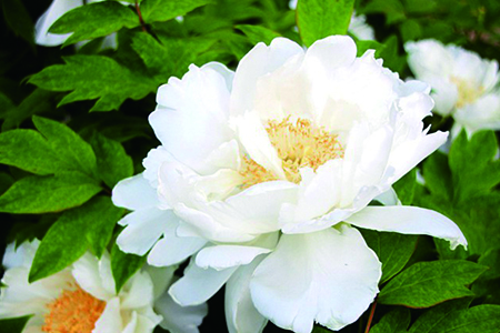 牡丹什么时候开花季节，花期怎么养护