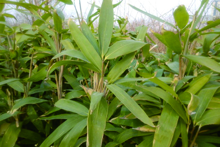 矮竹子品种有哪些，有什么优点