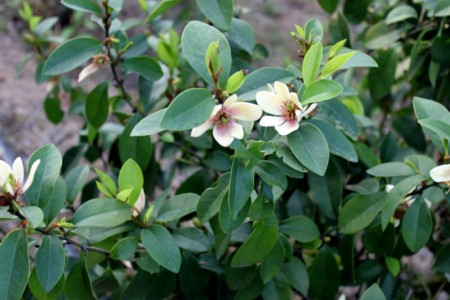 含笑花是啥花，该怎么种植护？