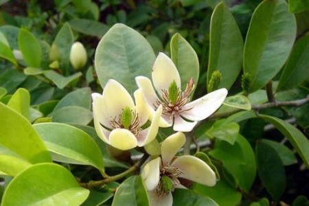 含笑花是啥花，该怎么种植护？