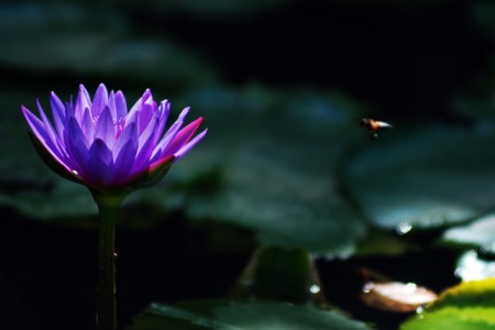 紫莲是啥花,该怎么种植殖?