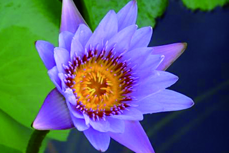 紫莲是啥花，该怎么种植殖？
