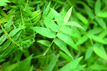 米竹是竹子吗，该怎么种植护？