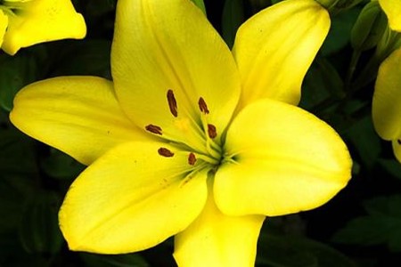 香水百合的花语是啥，适合送给什么人？