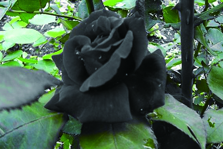 黑玫瑰花语是啥，有什么传说
