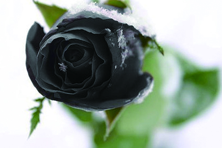 黑玫瑰花语是啥，有什么传说