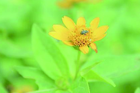 小菊花种类，有什么特点