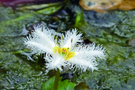 金银莲花花语，怎么养殖