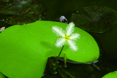 金银莲花花语，怎么养殖