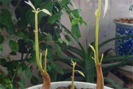 榴莲“果核”种土里，60天长成绿盆栽，来年能结出大果！