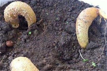 榴莲“果核”种土里，60天长成绿盆栽，来年能结出大果！