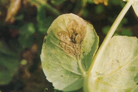 豌豆灰霉病怎么预防，怎么治疗？