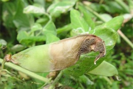 豌豆灰霉病怎么预防，怎么治疗？