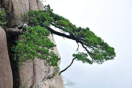 松树的寓意（形态和名誉）