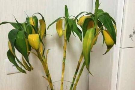 富贵竹主干发黄能活吗（原因和解决办法）