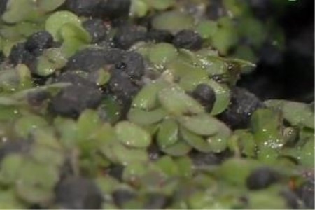 小对叶水草种植告诉程，种好后怎么养护能够出芽？