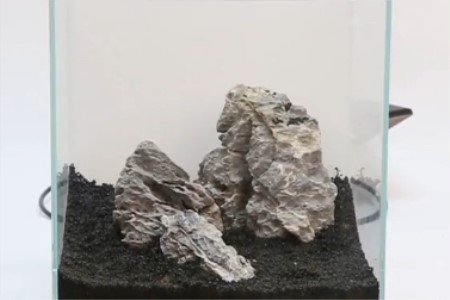 小对叶水草种植告诉程，种好后怎么养护能够出芽？
