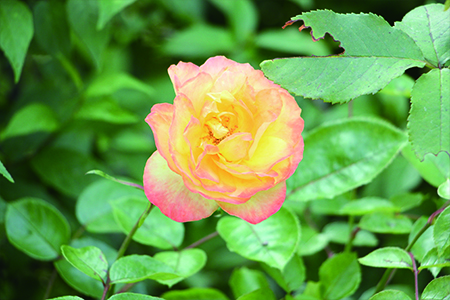 月季花的颜色有哪些，各自代表什么含义？