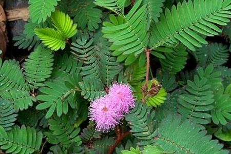含羞草开花吗（花期怎么种植护、花语）