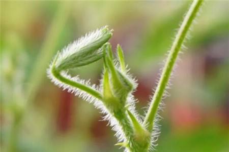 含羞草开花吗（花期怎么种植护、花语）
