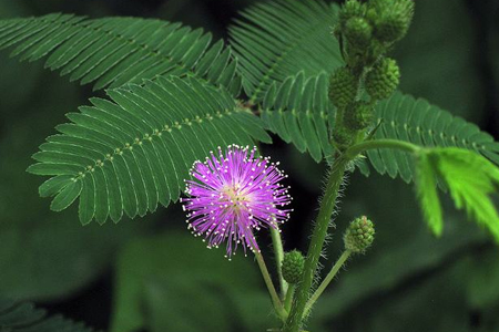 含羞草开花吗（花期怎么种植护、花语）