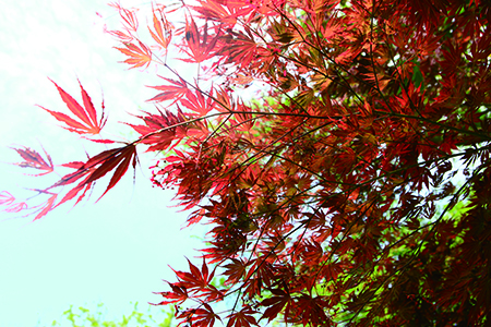 红叶的花语（红叶的品种）
