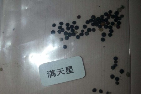 满天星种子要泡水吗，该怎么种植？