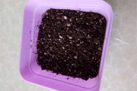 满天星种子要泡水吗，该怎么种植？
