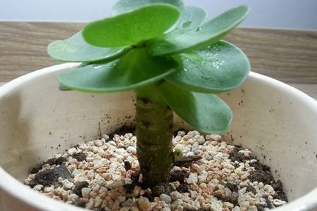 金钱木怎么浇水