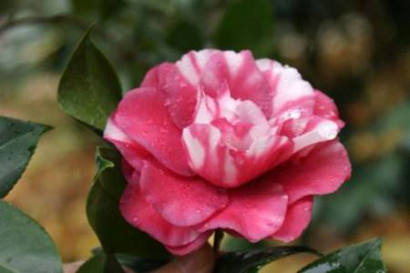 茶花冬季怎么种植，要防冻吗？