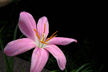 韭兰什么时候开花（花期怎么种植护）