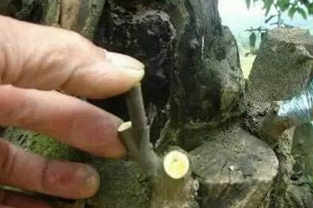 柿子树嫁接绝招，怎么嫁接成活率高？