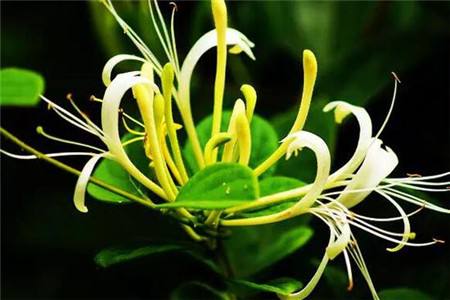 忍冬藤是金银花藤吗（怎么种植护）